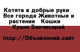 Котята в добрые руки - Все города Животные и растения » Кошки   . Крым,Бахчисарай